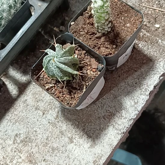 花花世界迷人眼球球好养