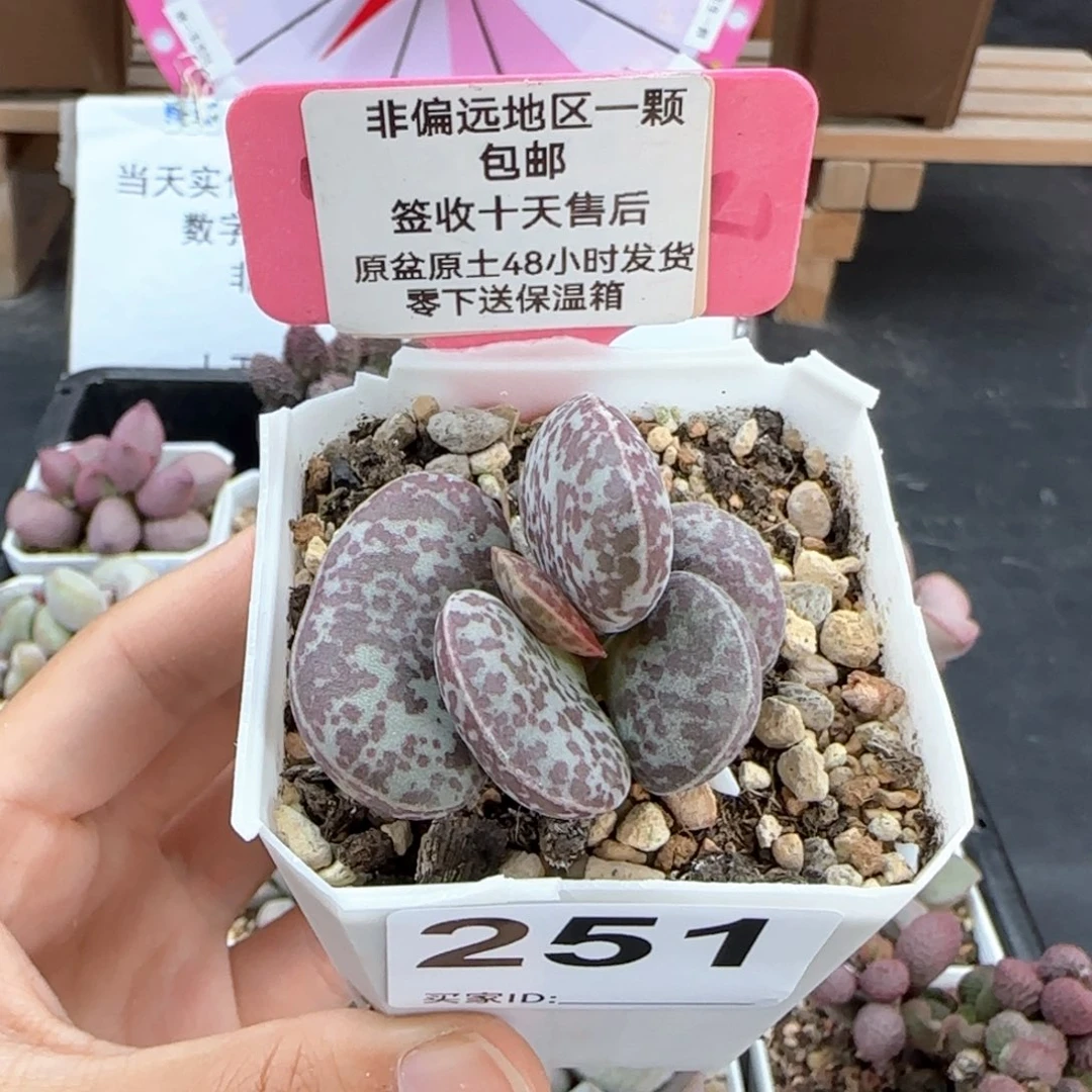 251密斑花旦多肉