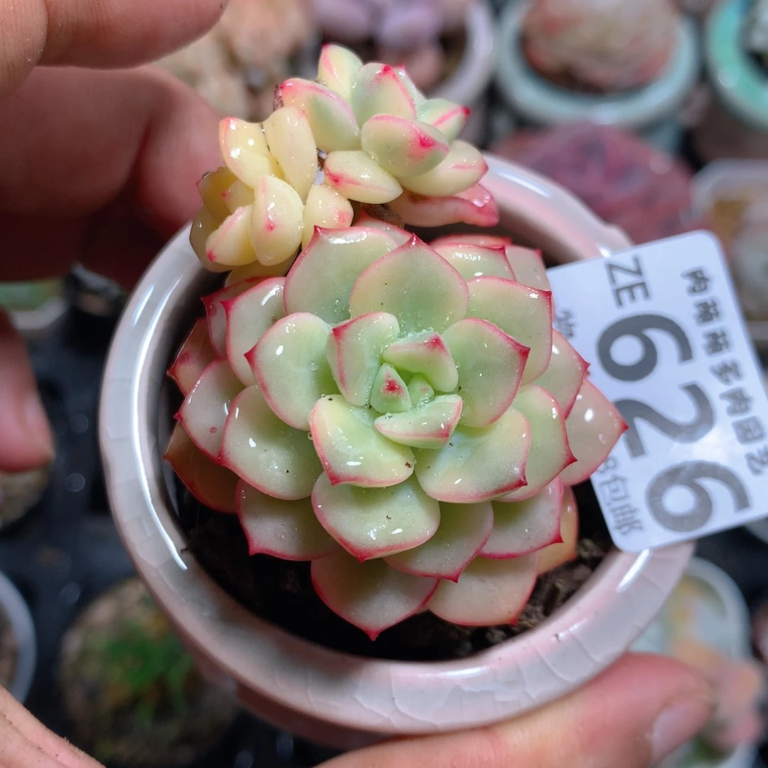 5CM拇指盆精控多肉ZE626