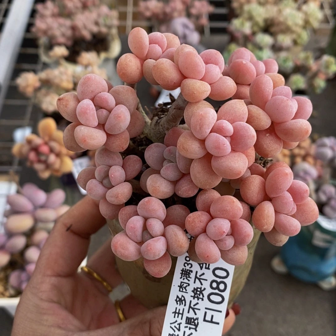 鱼子酱080/7cm多肉