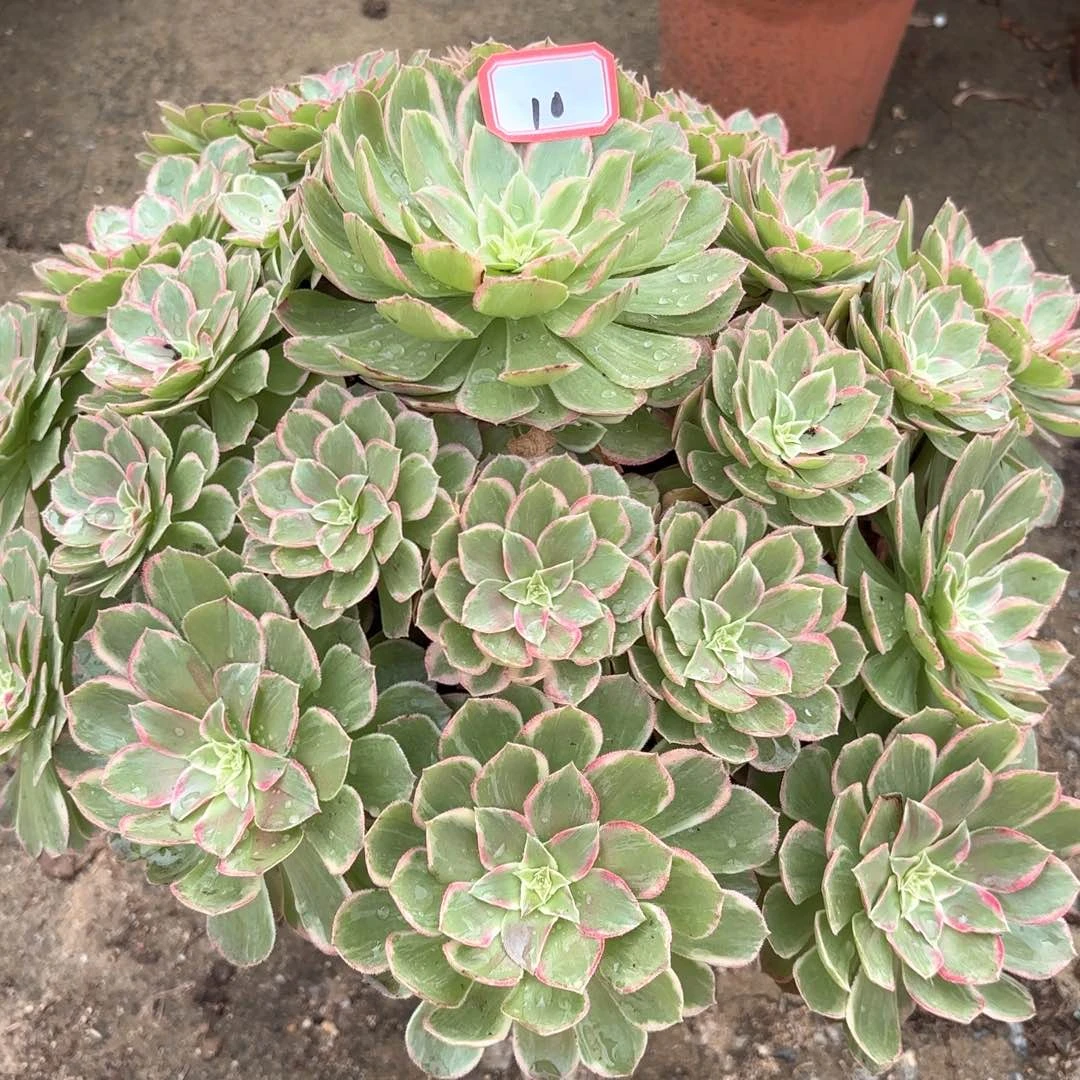 全部花朵10莲花多肉植物