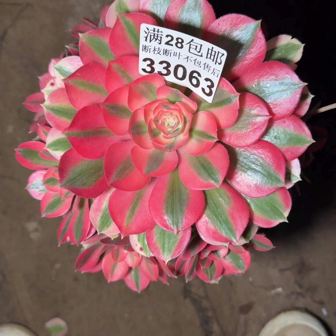 33063女巫多肉植物