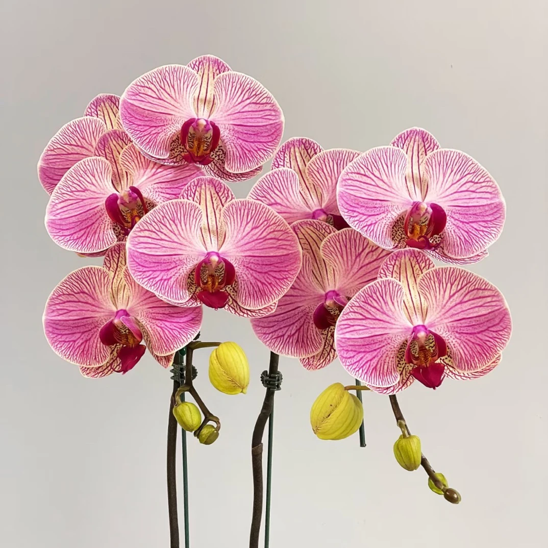 画鲜【旋律】3.8寸杯蝴蝶兰花苗盆栽室内花卉四季好养活美观