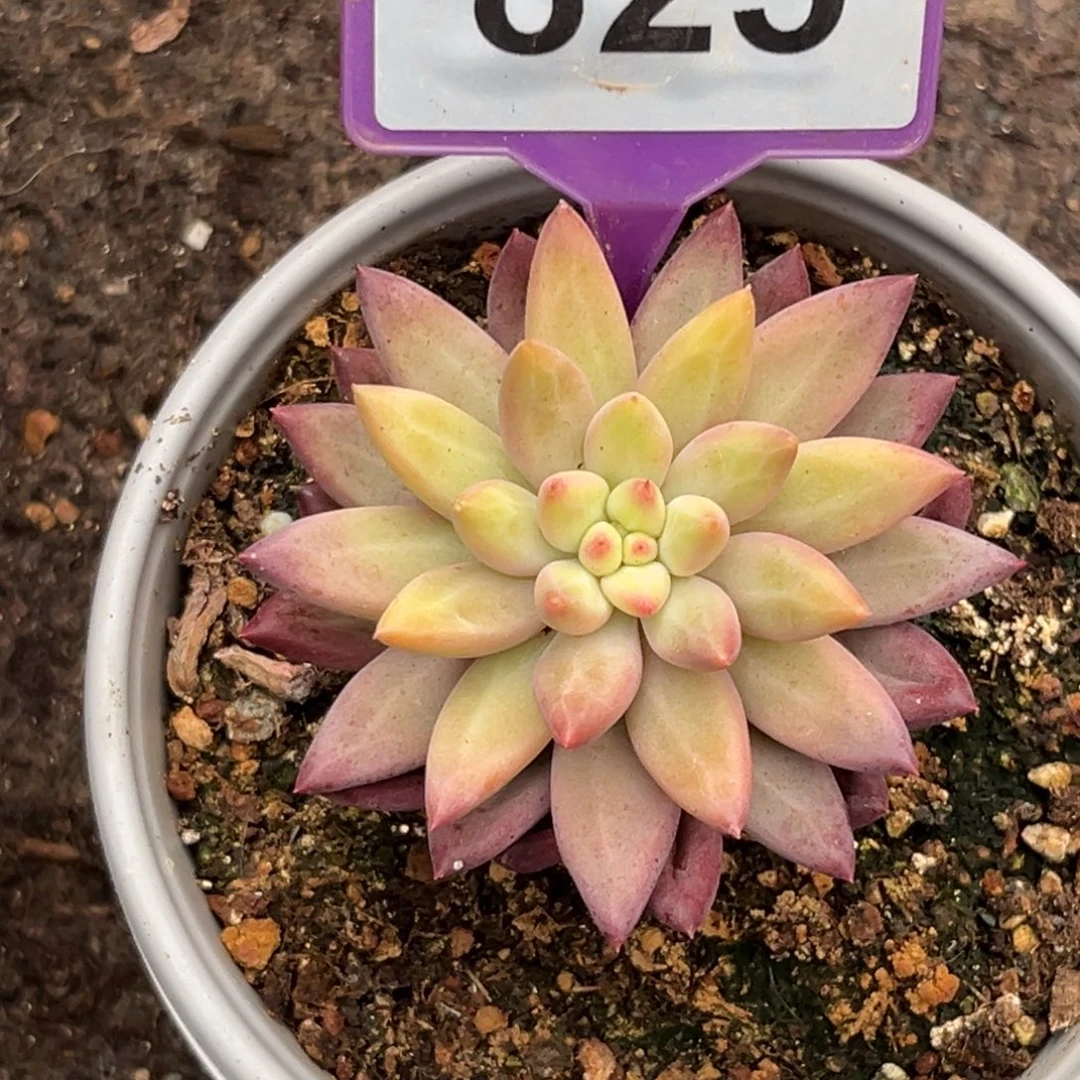 多肉植物彩体虞825