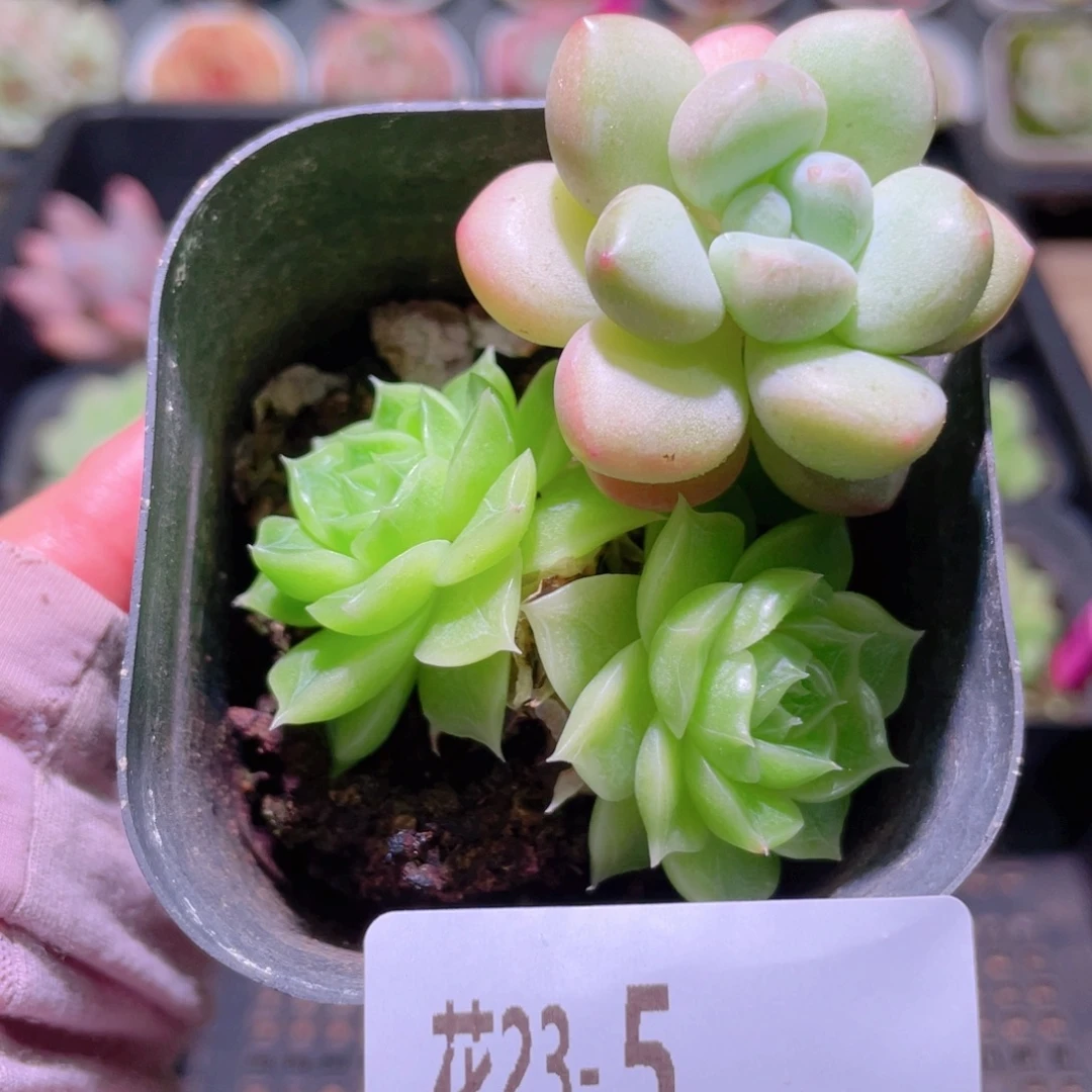 花利美23-5麦秆带泡泡糖  散