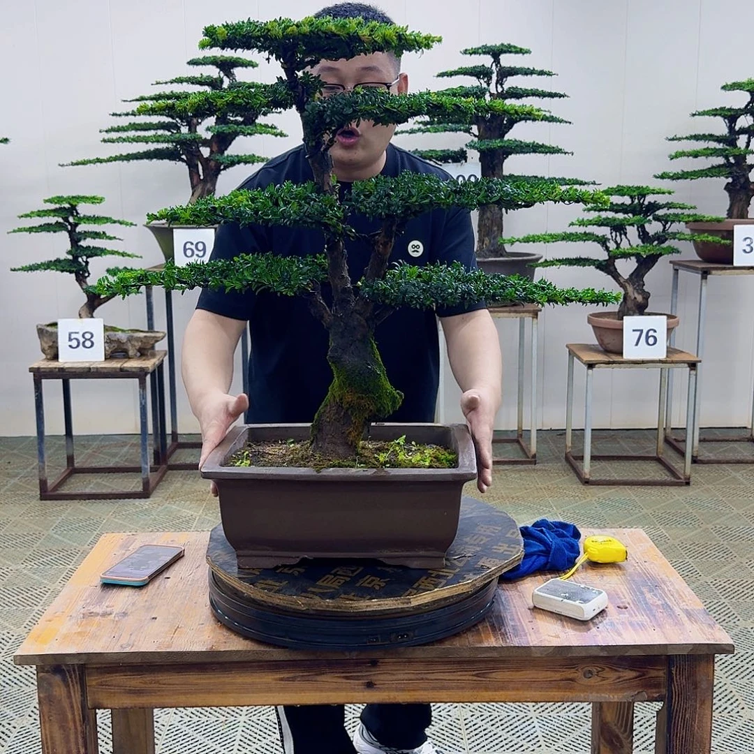 无花朵珍珠罗汉松造型盆景