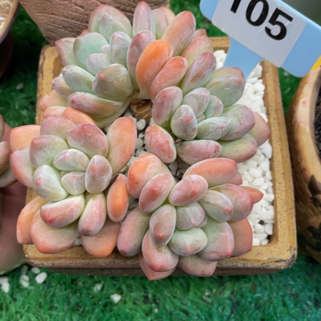 香水多肉植物盆栽多肉