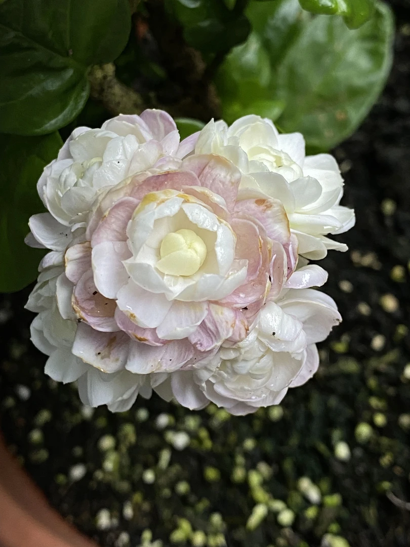 圆叶宝珠茉莉重瓣茉莉花盆栽四季开花