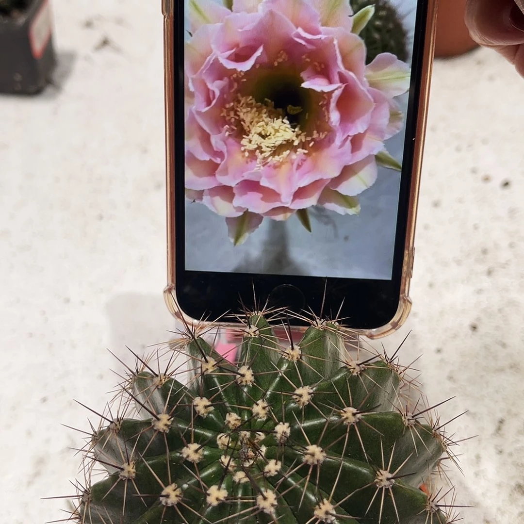 彩草云婉8公分左右