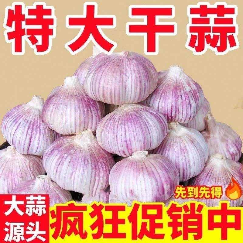 【特大果促销】山东金乡紫皮大蒜头新鲜紫白皮干蒜可种金乡自种大蒜