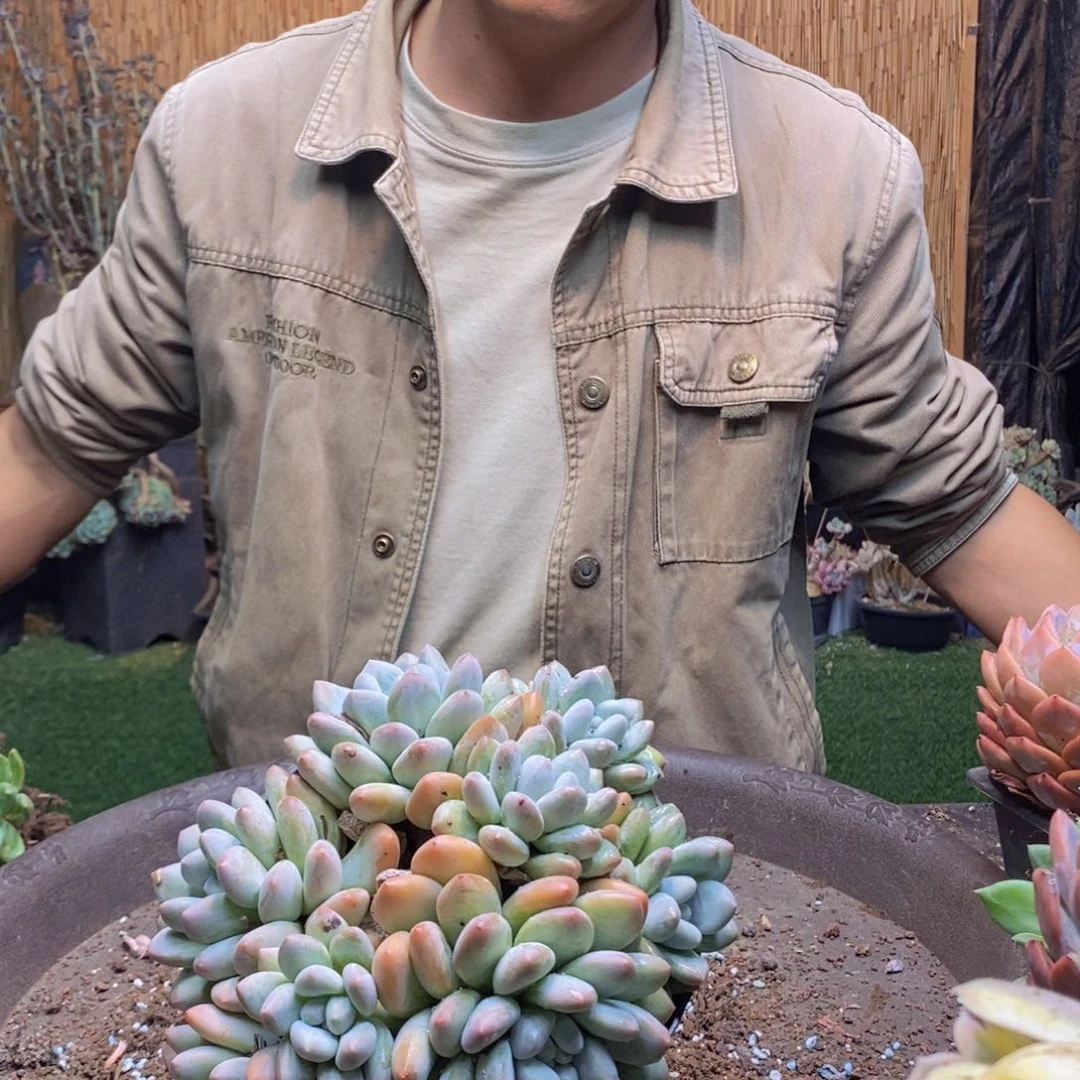 萍**逢283 号香水多肉