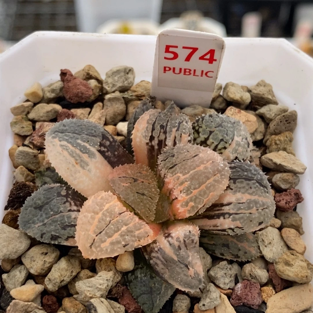 574号具味城锦多肉