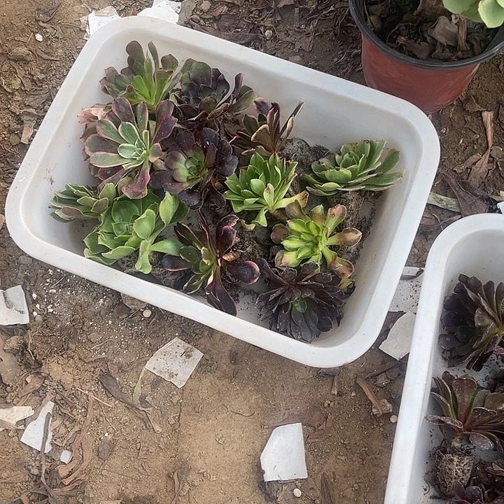 13棵玫瑰玫瑰玫瑰玫瑰