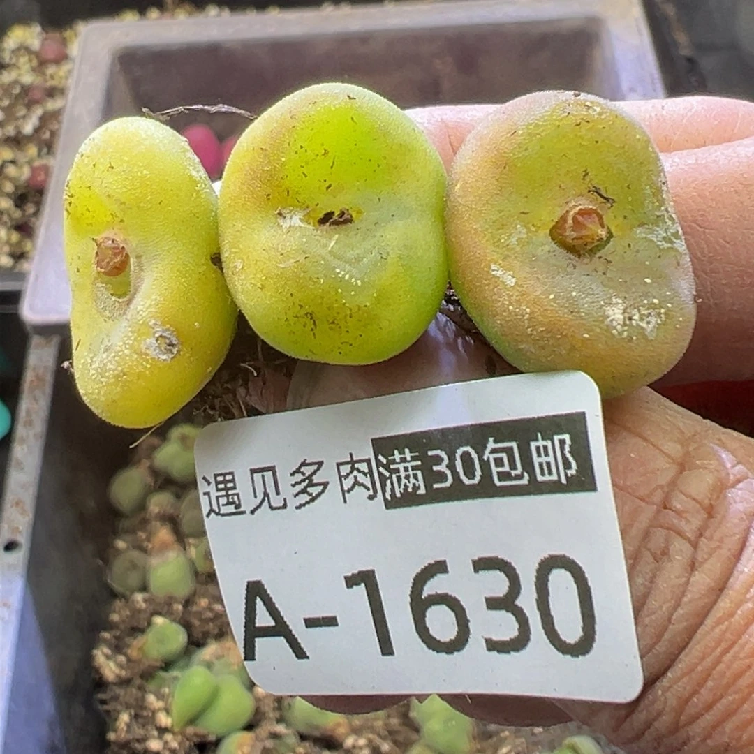 多肉植物111111111111111