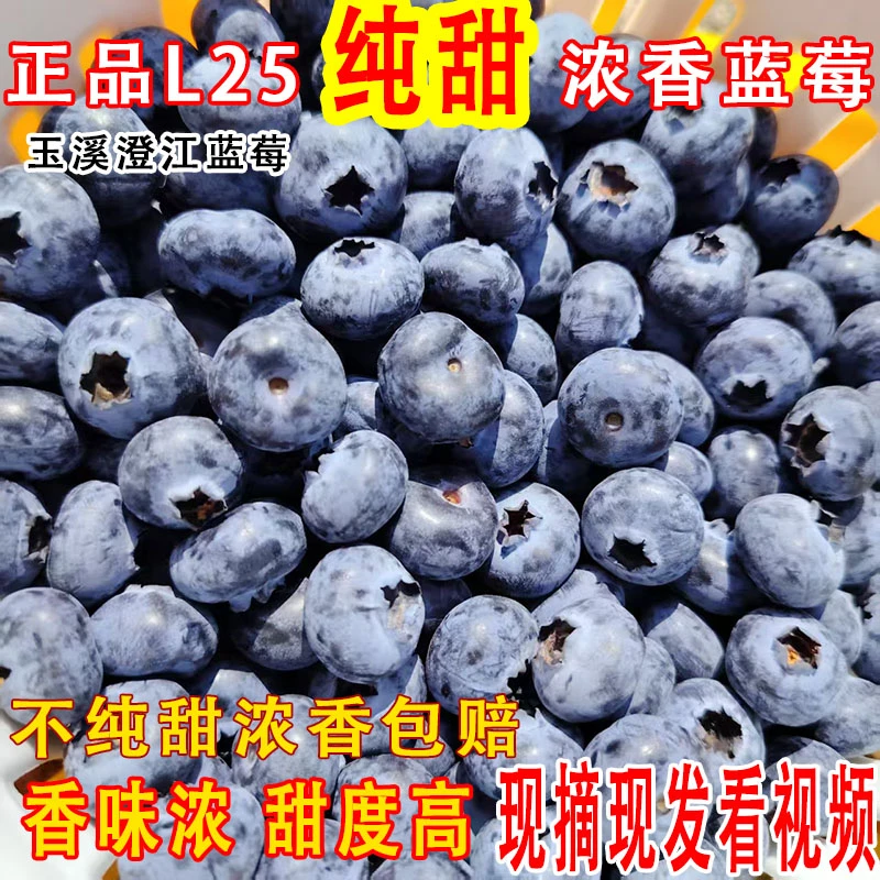 正品花香L25纯甜蓝莓鲜果顺丰空运云南蓝莓鲜果高山现摘香甜爆汁