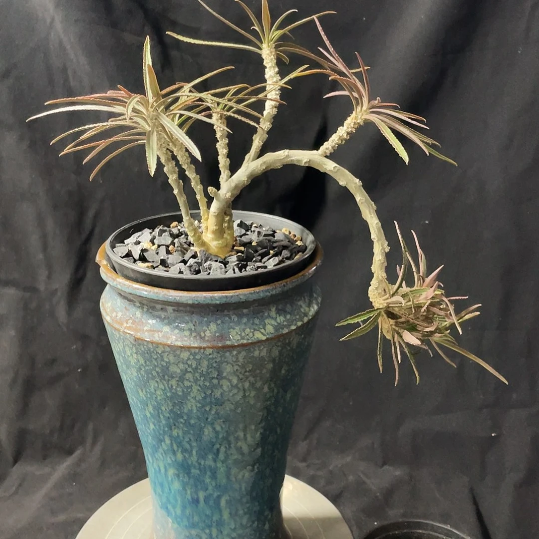 瓦莲老庄6666666666666