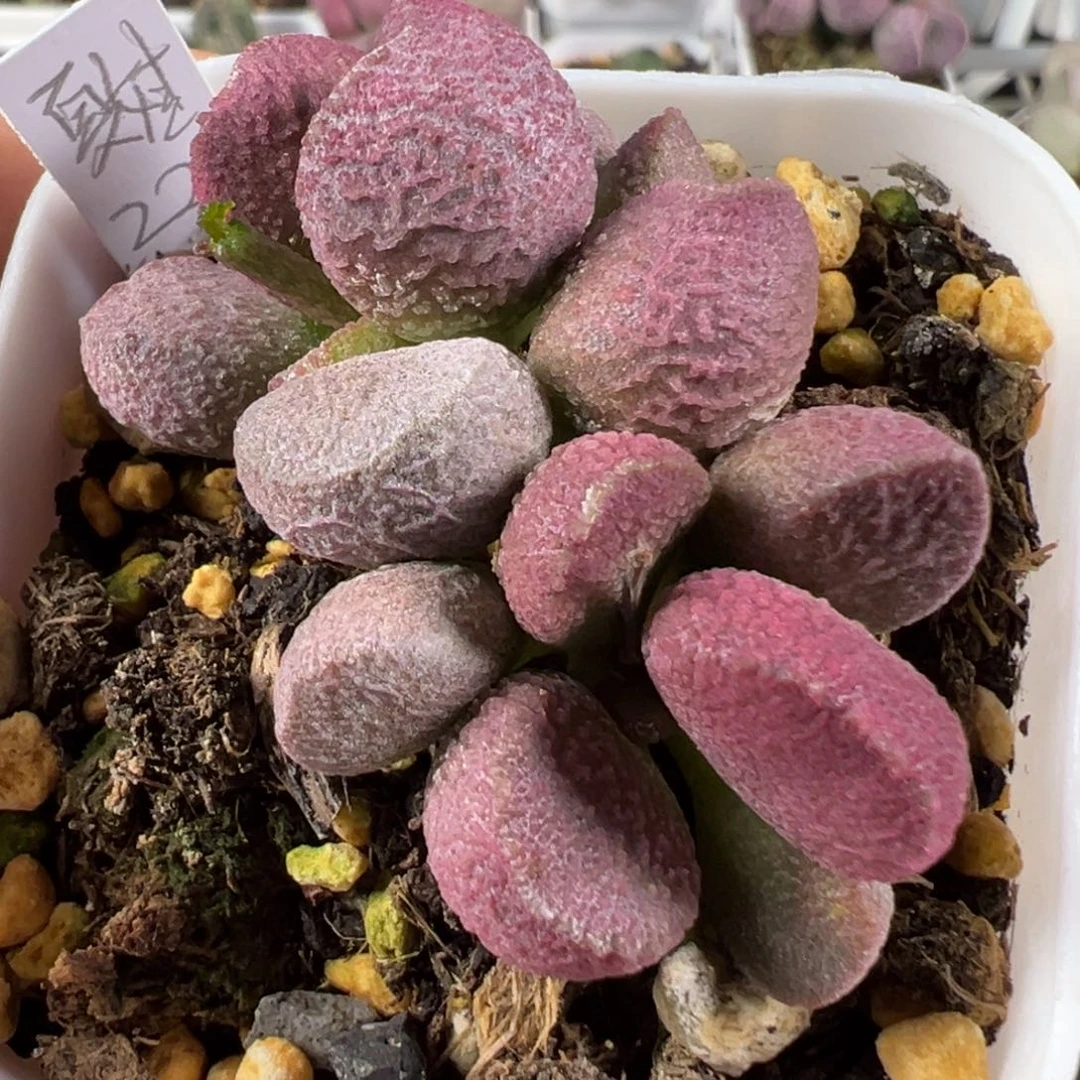 w夏娃多肉植物水泡