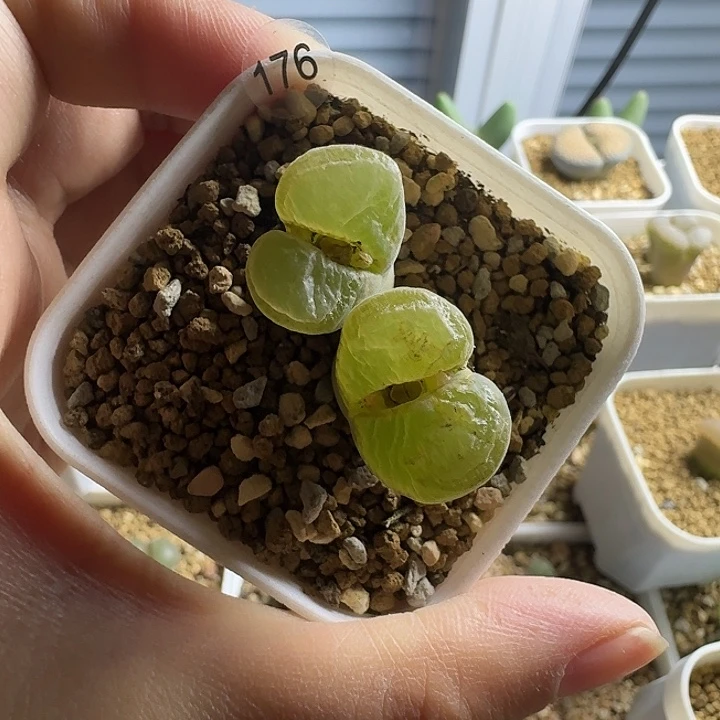 多肉.....176........