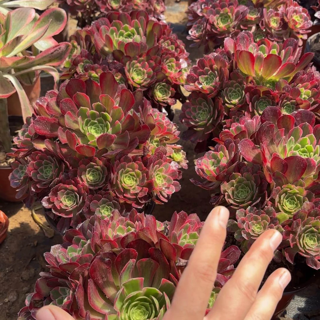 安娜9.9法师多肉手捧