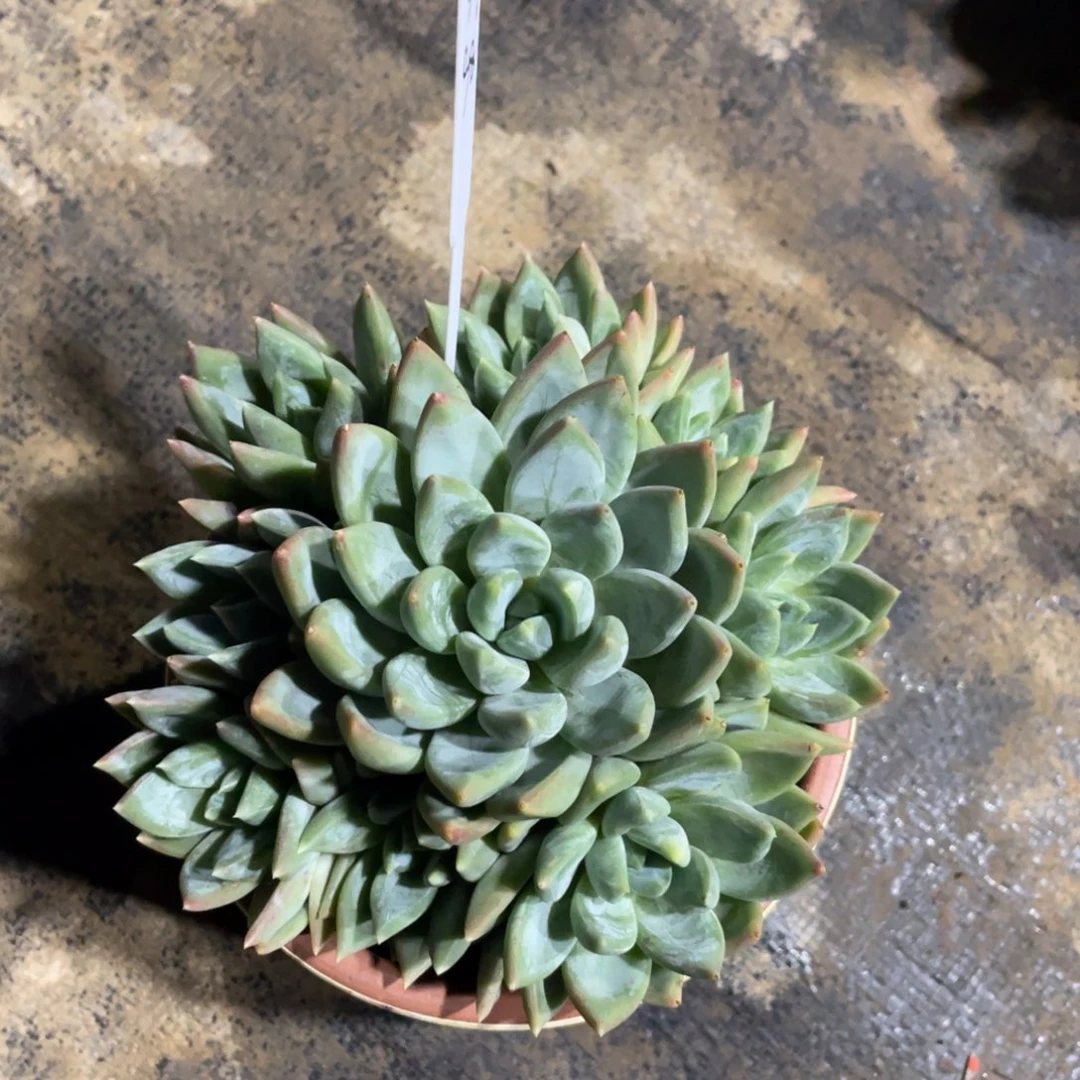 范***肉一物一拍中通快递