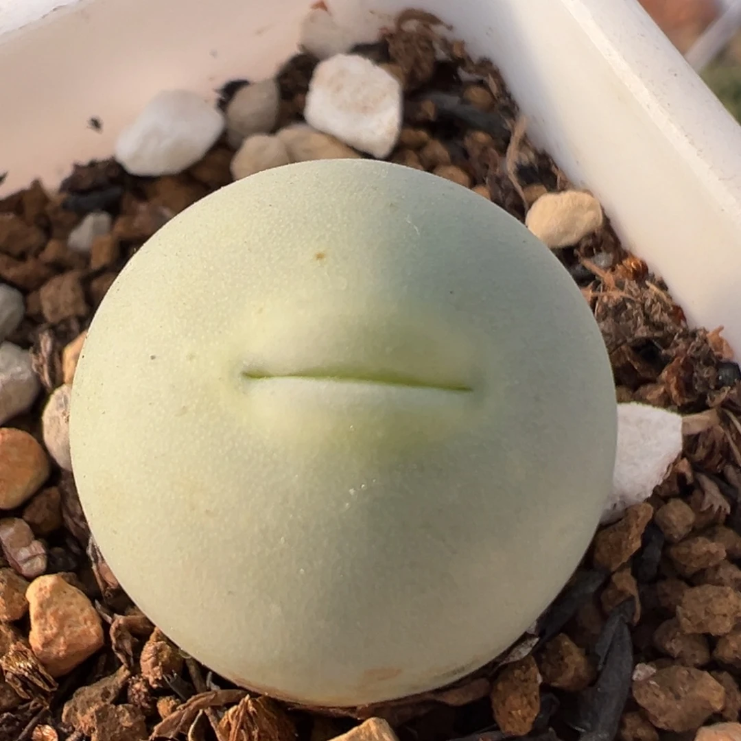 2709多肉植物百科鸽子蛋