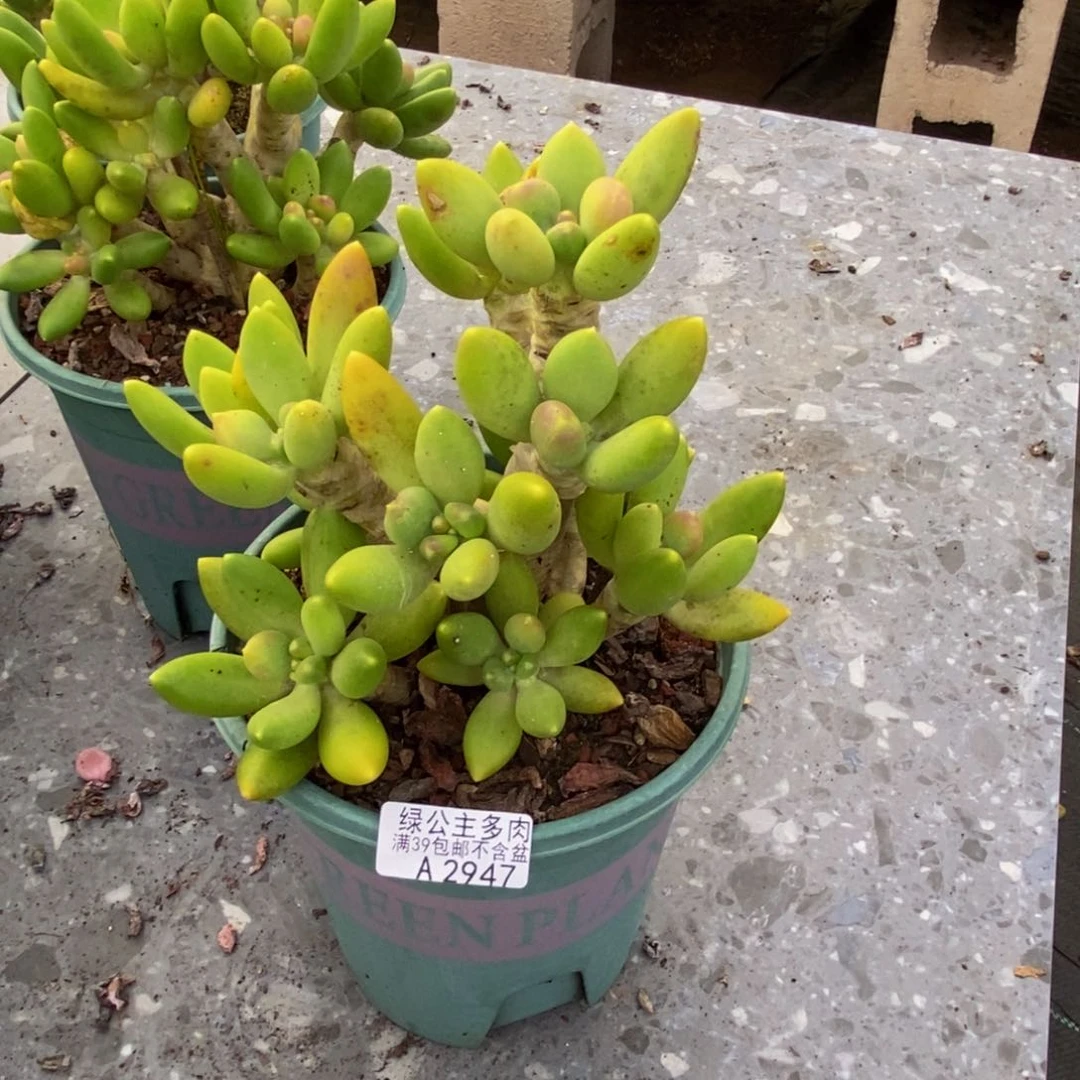 947芒果奶多肉17cm