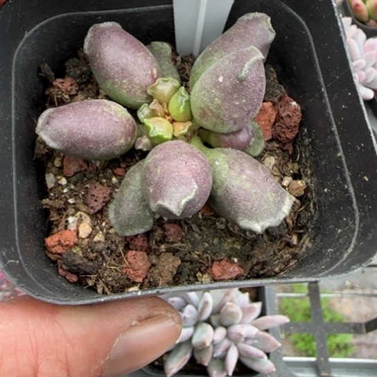 378艺姬海豹多肉植物多