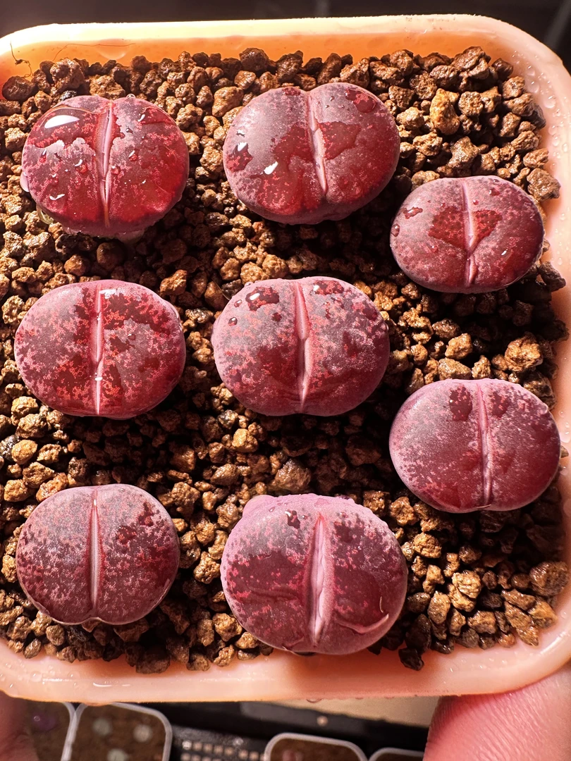 31疯狂的多肉石头酒红一颗