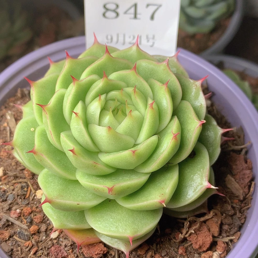 【闪购商品】云847号