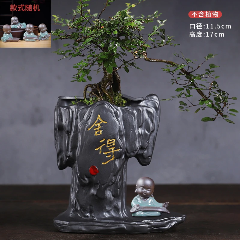 紫砂花盆文竹盆栽室内绿植桌面装饰禅意小盆景好养植物