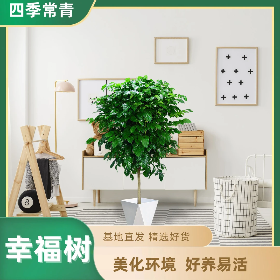 [直播专享]不砍根控根独杆棒棒糖幸福树室内观叶绿植  四季常青