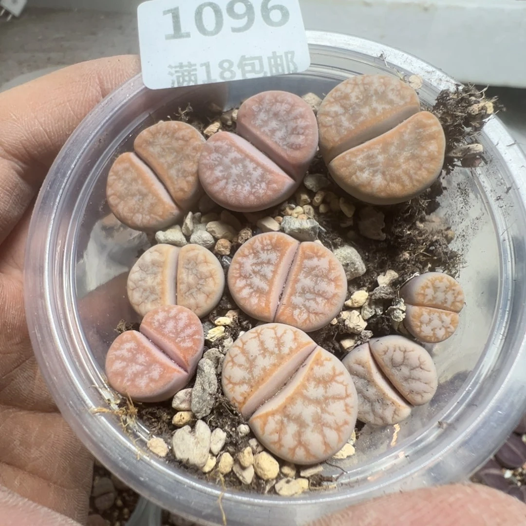 【闪购商品】 1096。