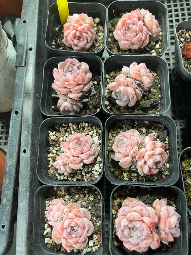 【玉芙蓉 满足九块九包邮】阳台办公室庭院老桩盆栽多肉植物