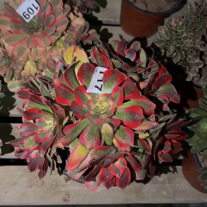 117男神多肉植物不售后砍头老桩