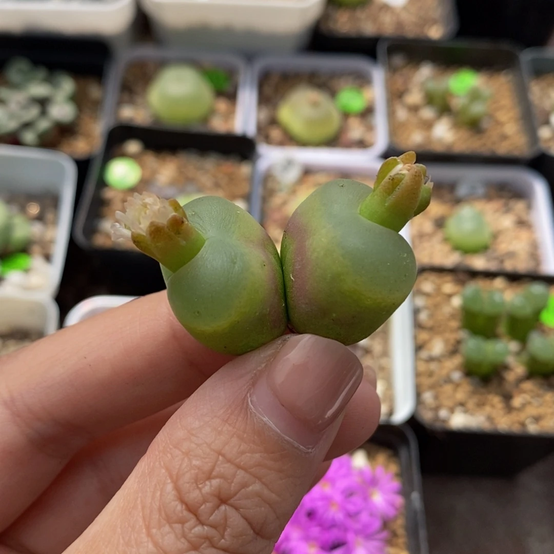1.8/2cm（瑕疵）多肉18