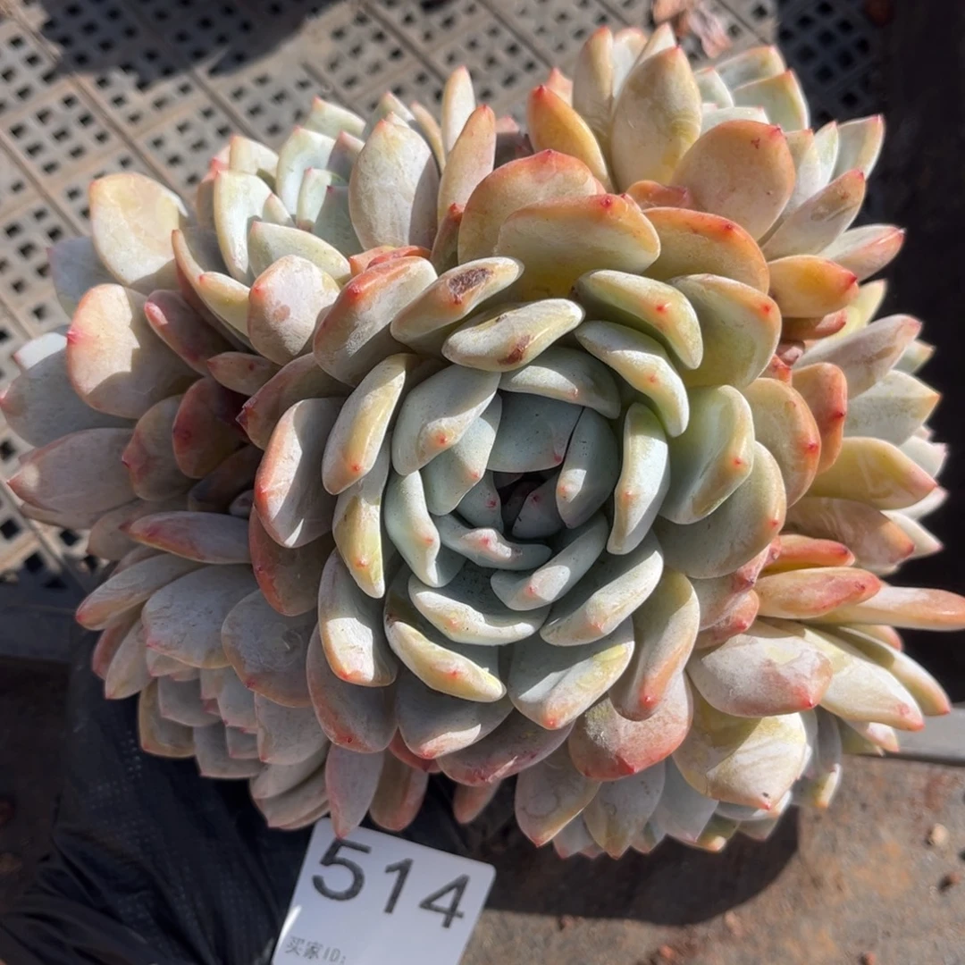 541号新疆西藏内蒙古不包邮