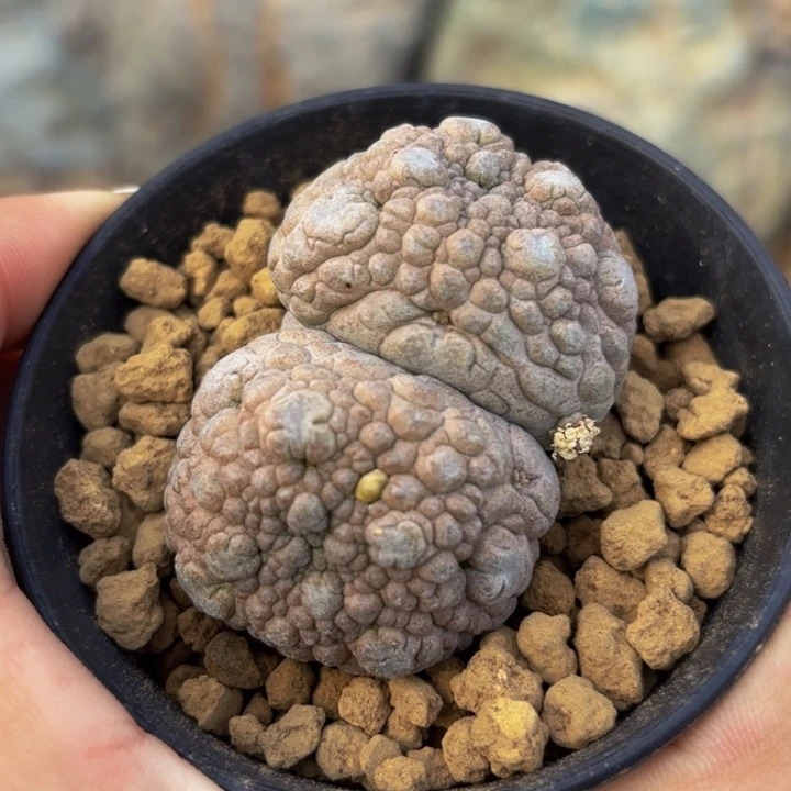 m实生双胞胎粉色凝蹄玉带盆