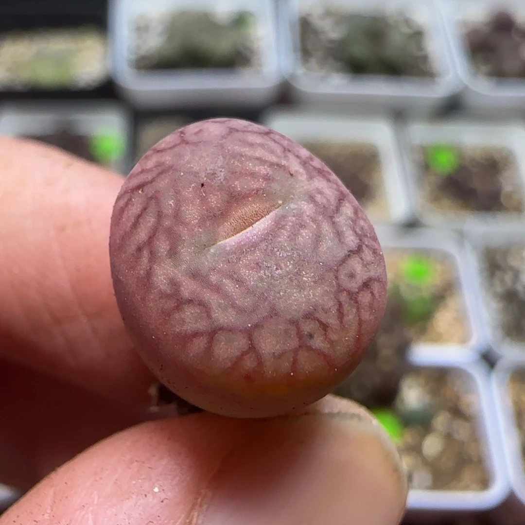 杂交漂亮多肉植物279