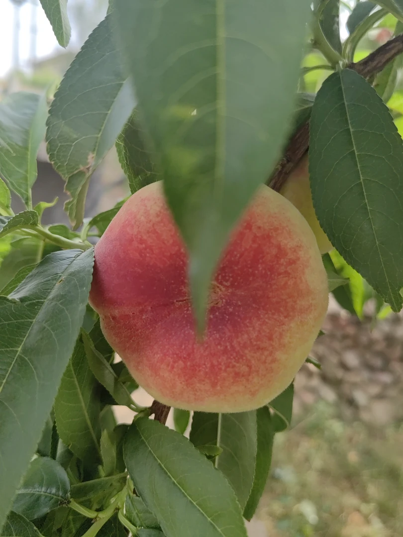 蒙阴王母蟠桃毛蟠桃水嫩多汁香甜可口新鲜采摘应季水蜜桃