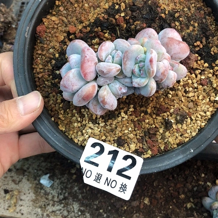 星影石榴籽福利出咯 212