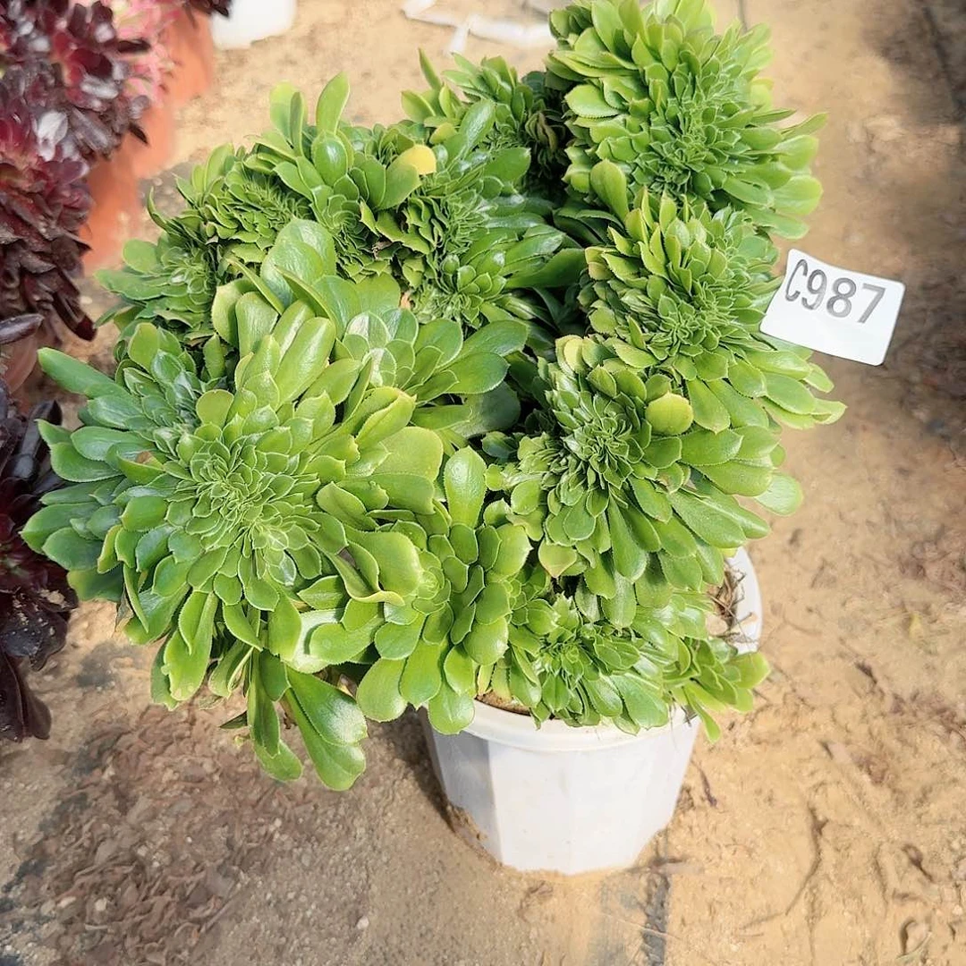 987绿缀一颗呀呀