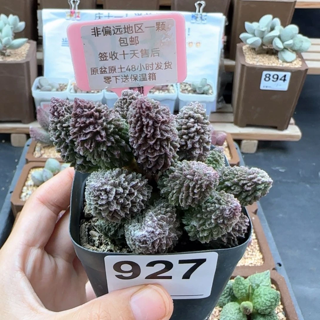 927朱紫玉多肉植物