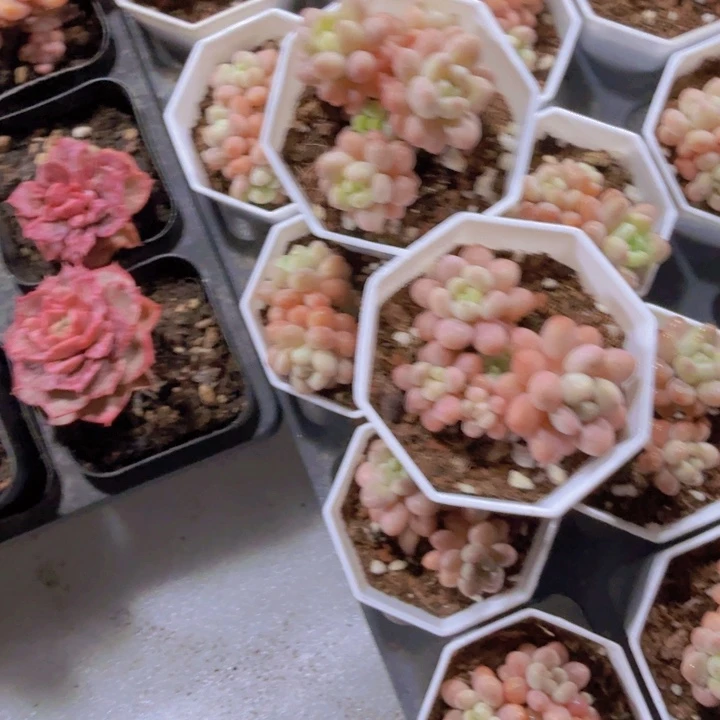 韩版八角盆鱼子酱