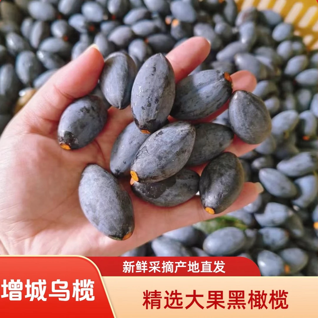 【增城西山乌榄】新鲜采摘左尾乌榄黑榄乌榄角黑橄榄原产地直发包邮