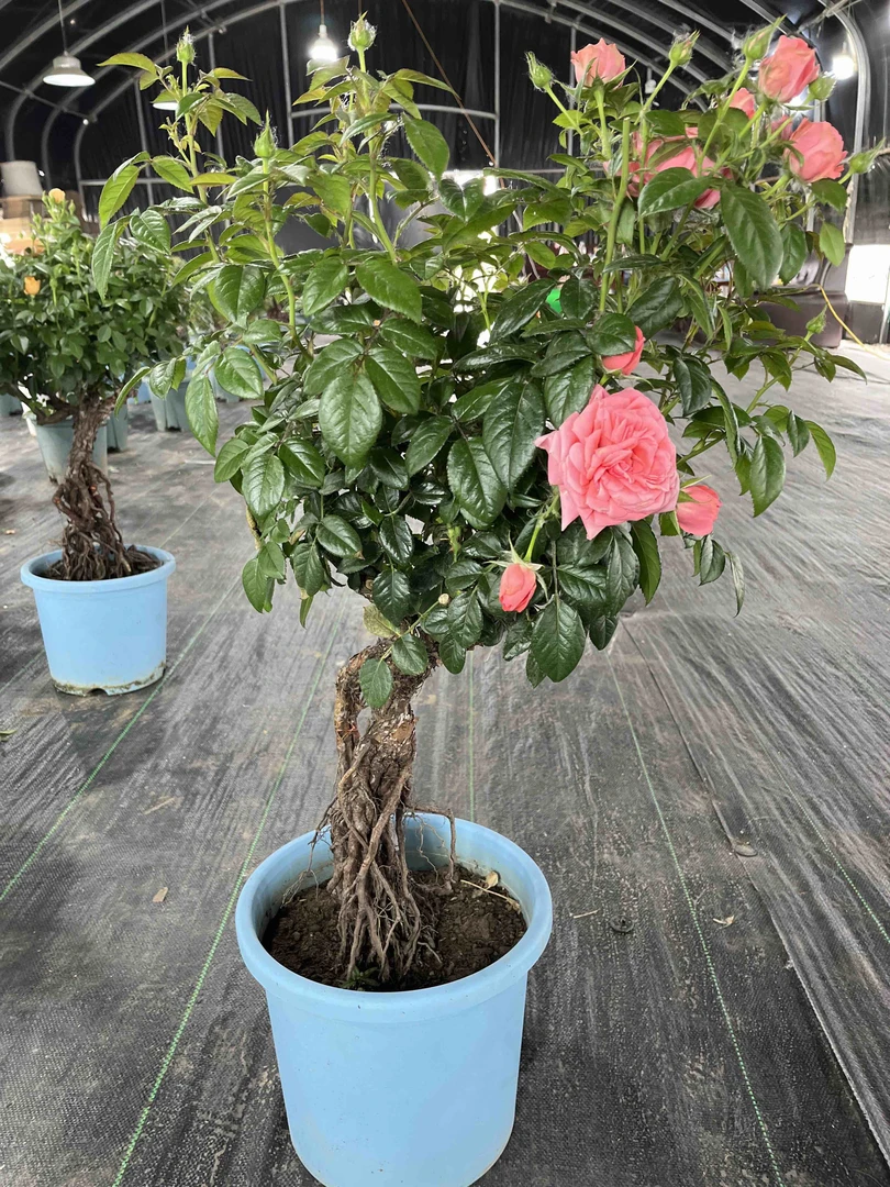 树状月季花苗树桩棒棒糖高杆花卉室内好养绿植