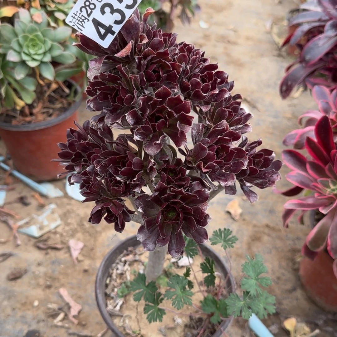 灰法师多肉435满28包邮断枝不包