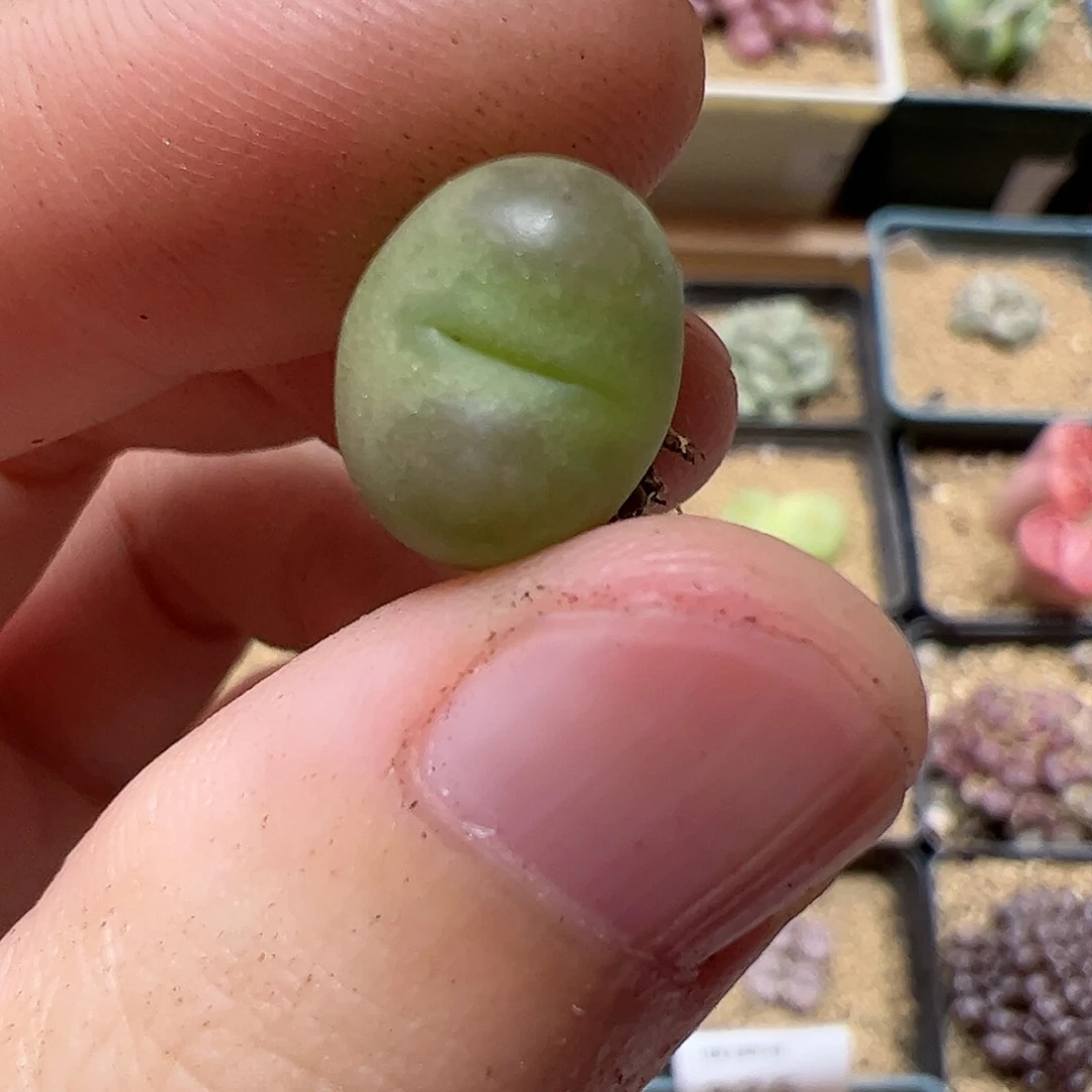 【闪购商品】380 变异