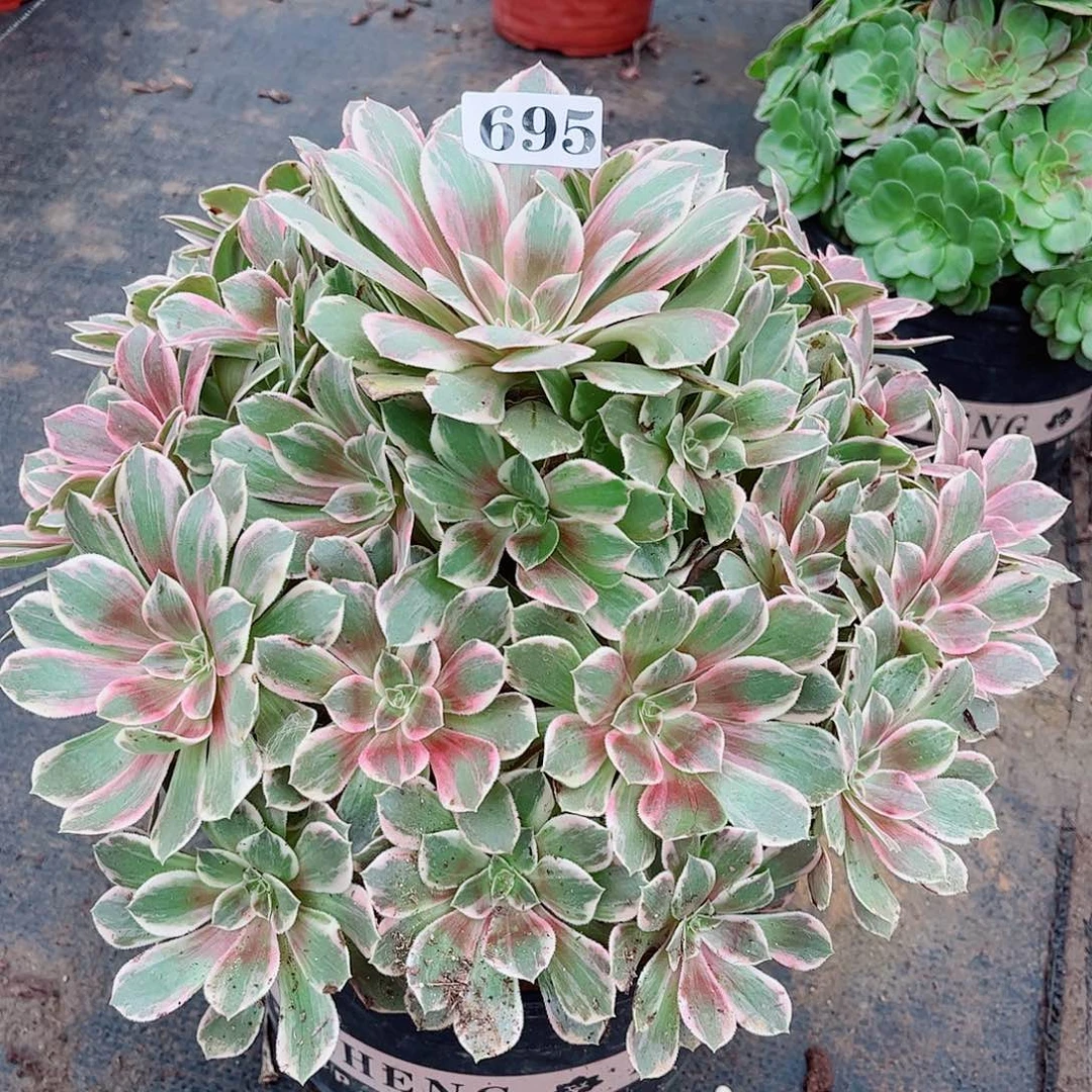 无花朵沉**雪多肉植物浣纱695