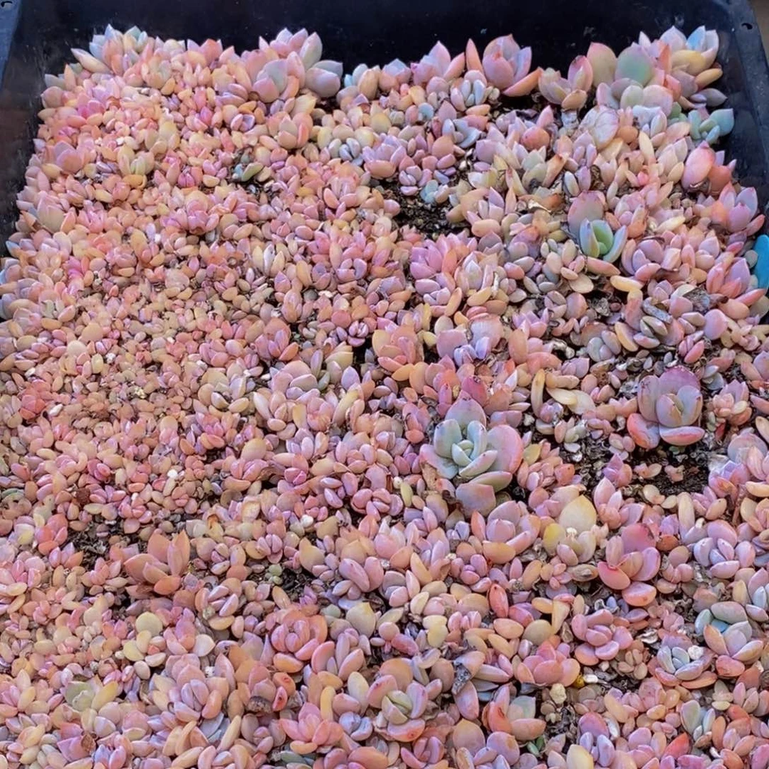 847多肉植物我都不