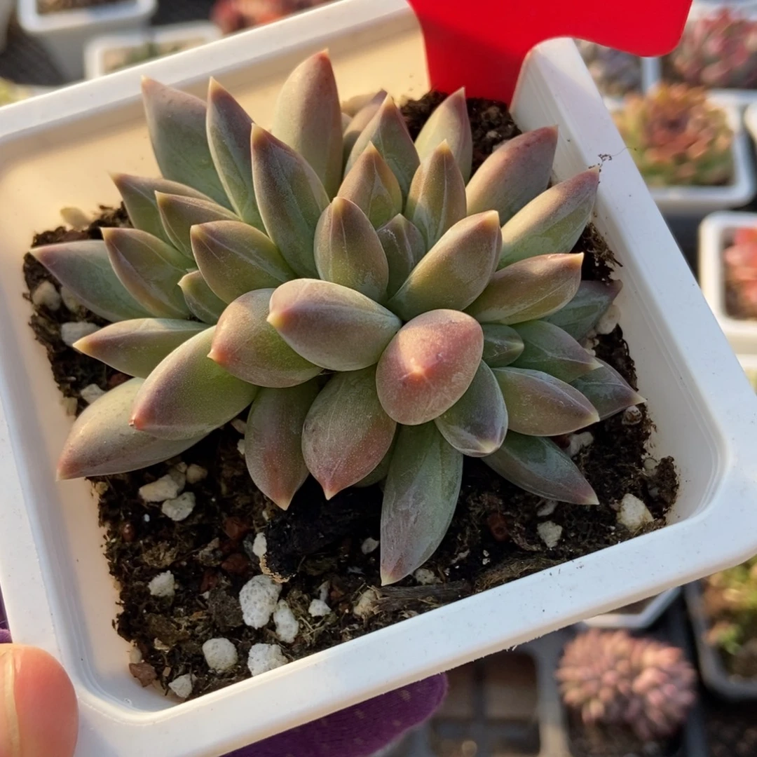 3066重楼多肉植物